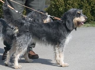 griffon nivernais